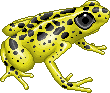 Frogyellowadult.gif