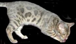 Blue Bengal