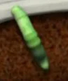Bug02.jpg