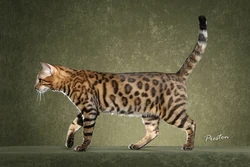 Bengal cat 6
