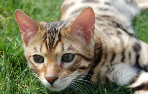 Bengal on grass
