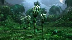 Distelknospe