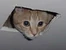 Ceilingcat