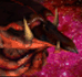 Broodling SC1 Head1
