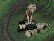 Sakurapflegt
