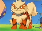 Arcanine de Gary