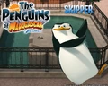 Madagascar-Wallpaper--skipper.jpg