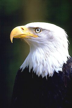 Eagles Symbolism