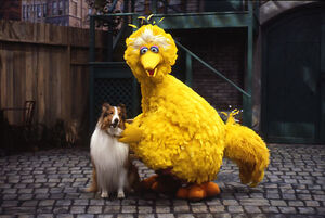 Lassie.sesame