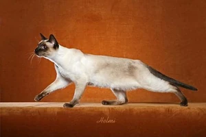 Traditional Siamese 2