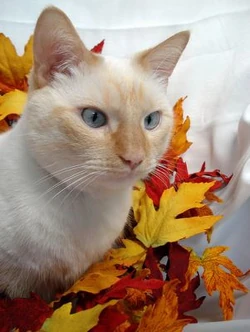 Attractive Flame Point Siamese