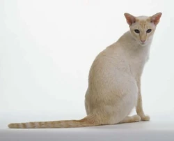 Red-Flame Point Siamese