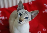 Seal Lynx Point Siamese
