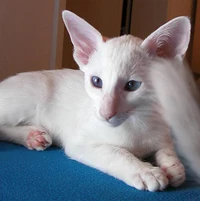 Foreign White Siamese