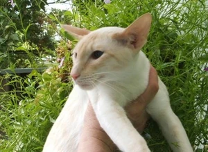 Apricot Siamese