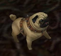 PerkyPug.png