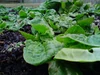 Spinach in the winter
