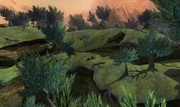 Tox forest.jpg