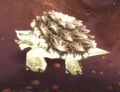 Coralshell Lurker.jpg