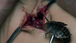 Scarab