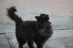 Smoke cat