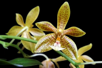 Phalaenopsis Man Force.jpg