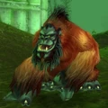 Groddoc Ape.jpg