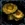 Wild Mushroom