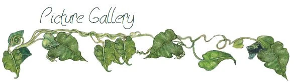 Picture Gallery.jpg