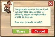 Brown foal help