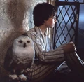 Harry-potter-and-hedwig.jpg