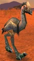 Greater Plainstrider.jpg