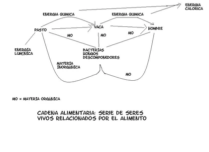 Cadena Alimentaria
