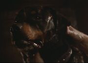 Spike the dog