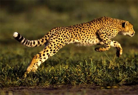 Cheetah-leaping