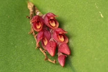 Acianthera prolifera