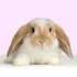 Rabid Rabbit