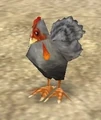 Plucky johnson.jpg