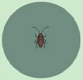 Cockroach!.png