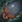 Fine-haired Larva