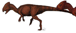 800px-Homalocephale body