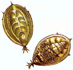 Orbalisks
