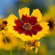 Tickseed-5