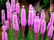 Define-liatris-blazingstar-gayfeather-1