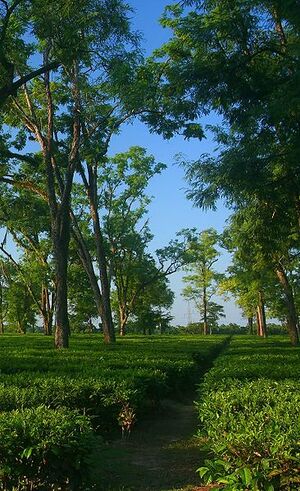 A tea garden in Assam