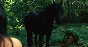 2X09 KateHorse.jpg