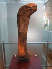 Apatosaurus femur