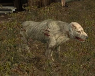 AlbinoBlindDogBuild1844