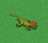 Cayman lizard