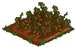 Peanut withered